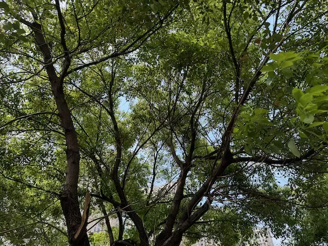 老家门前的树